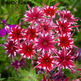 New Arrival Home Garden Plant 100 Seeds Phlox Twinkle Star,Phlox Drummondii