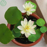 Bonsai Aquatic plants potted flower seed bowl lotus seeds garden decoration