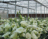 White Eustoma Seeds Perennial Flowering Plants Balcony Potted Flowers Seeds