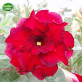 New arrive RANTON GARDEN 20 PCS "Mix Multi Lobe" Adenium Obesum seeds quali