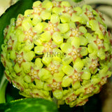 Rare 100pcs/bag Hoya flower Seeds,Ball Orchid Seeds,Indoor Bonsai Flower ,N