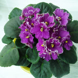 Hot Sale Variety Colors Violet Seeds Garden Plants(Red Blue Purple White)Vi