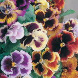 BELLFARM Pansy Viola Tricolor Hardy Flower Seeds, 50 seeds, professional pa