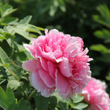 Hot Sale Creative DIY 50 Peony Flower Seeds Beautify their homes-in Bonsai