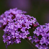 Willow Verbena seeds, wedding photography, landscaping, planting seasons co