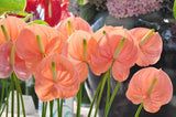 Hot Sale Rare Flower Seeds Pale Pink Anthurium Andraeanu Seeds Balcony Pott