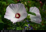 Flower seeds Hibiscus syriacus, Althaea seeds, Rose of Sharon Mallow Ketmie