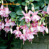 LAND MIRACLE 100% Genuine Fuchsia Seeds, 100 Seeds, Hanging Garden Ornament