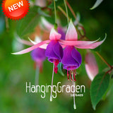 Big Promotion!Purple+Red bell flowers Fuchsia Seeds Potted Flower Seeds Pot