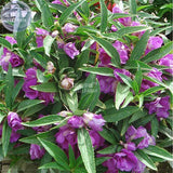 BELLFARM Purple Balsam Perennial Flower Seeds, 20 seeds, original pack, cou