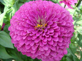 flowers  seeds One hundred days grass 30 Zinnia Seeds, indoor plants flower