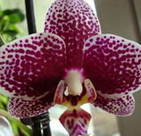 Direct Orquidea Orchid Phalaenopsis flower seed Orchard seeds semente 30 PC