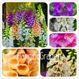 Big Sale! 100 Pcs/Lot Foxglove flower seeds Fall Seasons kinds of flowers p