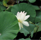 Flower seeds bonsai White Water lilies  lotus seeds /ponds Plants garden Po