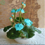 Flower seeds Multicolor lotus seeds hydroponic plants aquatic flowers mini