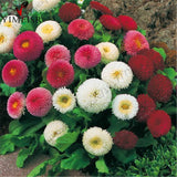 English Daisy seeds Bellis perennis Rare bonsai chrysanthemum flower seeds