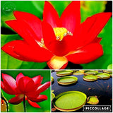 lotus seeds,lotus flower, plants aquatic plants aquatic water lily flowers