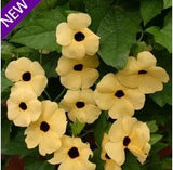 Flower seeds  climbing vine plants seeds,Thunbergia alata can bring good lu