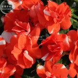 BELLFARM Impatiens Orange Flash Garden Balsam Flower Seeds, 20 Seeds, orang