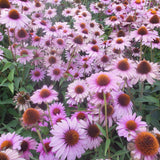 Echinacea Seed Rare "Double" Of Perennial Echinacea , 50 Seeds / Bag , Ha C