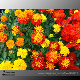 Mixed Chrysanthemum Seeds Perennial Flowering Rose Pink Orange Yellow Red M