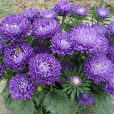 Flower seed Chinese Aster seeds (Callistephus) give you a garden full of br