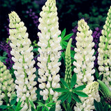 Big sale! Lupine seeds,authentic Colorful Lupine Flower Seeds,beautiful orn