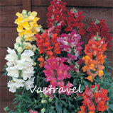 Mixed Color Snapdragon Antirrhinum  1000 Pcs  Flower Seeds  / Bag  Easy to