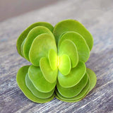 New arrival!200pcs rare Portulaca molokiniensis Seeds money wood tree Bonsa