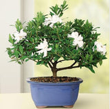 Flower seeds bonsai Cape Jasmine Seeds,Gardenia jasminoides fragrant Exoti