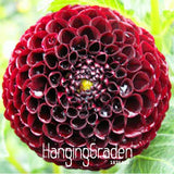 Sale!Rare Black with Red Dahlia Seeds Beautiful Perennial Flowers Seeds Dah