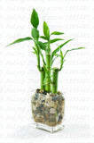 mixed 30 pieces/lot  Lucky bamboo seeds,potted balcony, outdoor indoor plan