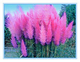 Pampas Grass Seed Patio and Garden Potted Ornamental Plants New Flowers  Gr