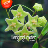 Loss Promotion!Home Bonsai Seeds Rare Hoya Orchid,Hoya Carnosa Seeds Orchid