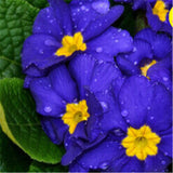 Flower seeds Bonsai (20 pieces/bag) Primrose seed,Primula malacoides,planti