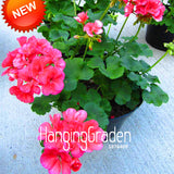 New Fresh Seeds 20 Seed/Lot Hot Pink Univalve Geranium Seeds Perennial Flow