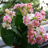 Free Shipping  Kalanchoe Flower Seeds Strange Beautiful Flowers Exotic Flow