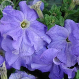 BELLFARM Petunia Heirloom SeedsHarvest by ourselves, 200 seeds, bonsai gard