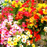 Flower seeds MIX NEMESIA SUNDROPS seeds  Nemesia strumosa grandiflora Home