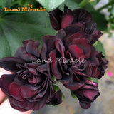 LAND MIRACLE 5PCS Rare Geranium Seeds Black Rose Pelargonium Perennial Flow