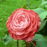 Light Fragrant Garnet Tea Rose Flower Seeds, Professional Pack, 50 Seeds /