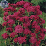 BELLFARM Ageratum Red Sea Seeds, 10 Seeds, Professional pack, strong, purpl