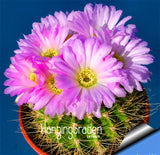 Loss Promotion!10pcs/Lot Beautiful Rare flower seeds cactus Succulent seeds