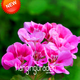 Hot Sale!20 PCS/Pack Rare Pink Butterfly Univalve Geranium Seeds Perennial