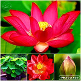 lotus flower, lotus seeds, plants aquatic plants aquatic water lily flowers