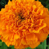 Marigold seeds bonsai flowers seeds Calendula Pot Marigold  Mix colors 50se