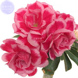 BELLFARM Adenium Rose Pink Petals Light Pink Edge Desert Rose Flower Seeds,