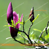 Mini Mouse Purple Yulan Magnolia Flower Seeds, 15 Seeds/Pack, Bonsai Magnol