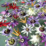 Fruit seeds Passion Flower Seeds Vine Colorful flowers Fruit Passiflora bon