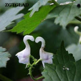 ZGTGLAD 100pcs/lot Rare Swan Flowers Seeds Characteristics Flower seeds Whi